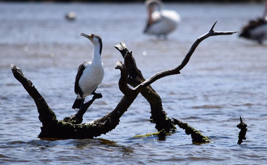 Cormorant pied-0002.JPG